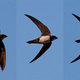 Illustration for article titled This Bird Spends Over Six Straight Months in the Air